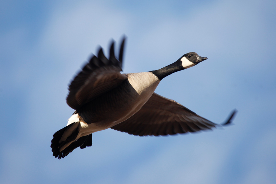 Canada Goose