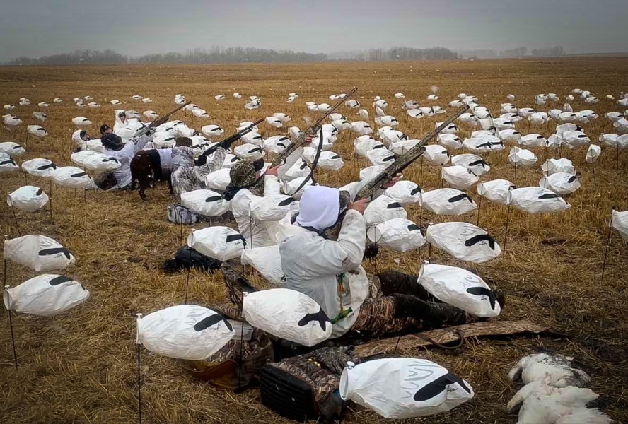 10 Tips to Decoy Set Up for Spring Snow Goose Default