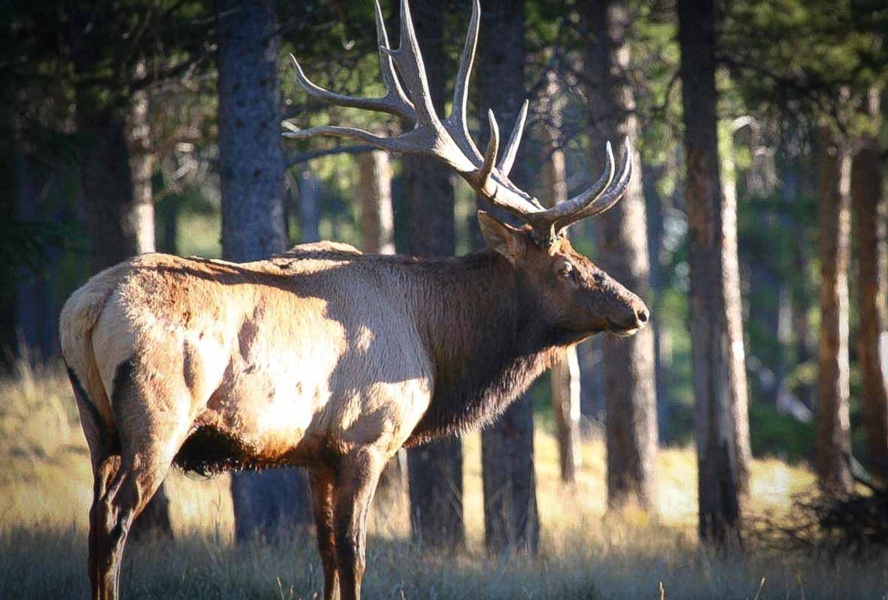 Understanding Hunting Draws Default