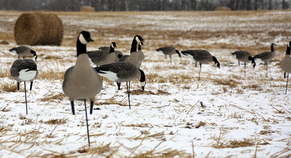 Late-season Canada Geese - Default