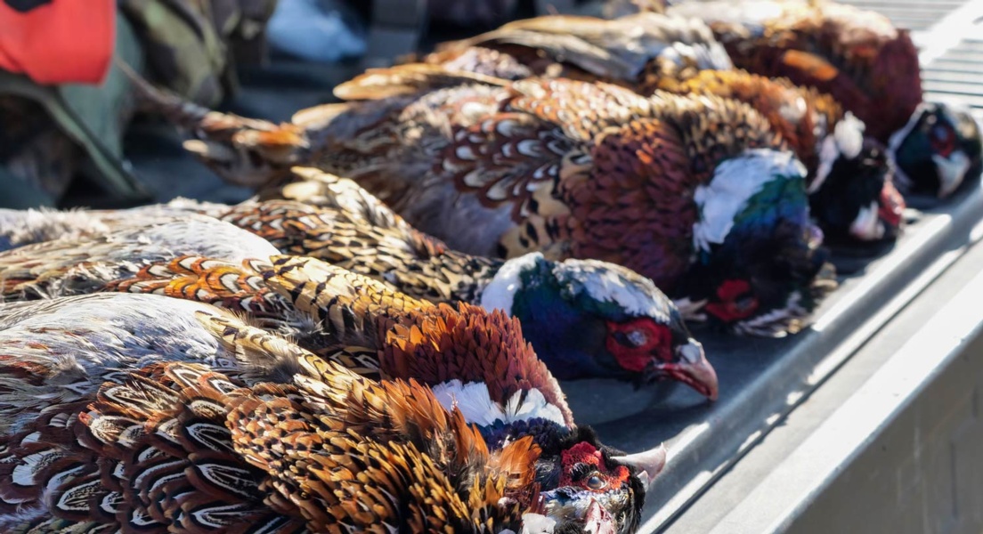 Pheasant Hunting Primer Default