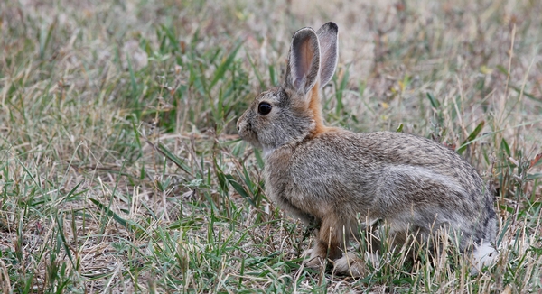 Rabbit Hunting in Alberta: Q&A - Default