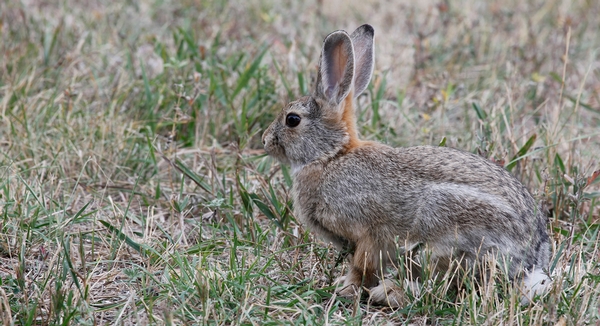 Rabbit Hunting in Alberta: Q&A - Default Rabbit Hunting in Alberta: Q&A - Default