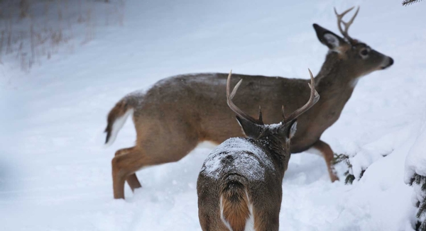 How to Hunt the Deer Rut - Default