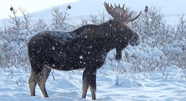 4 Tips To Find Your Late Season Moose Default